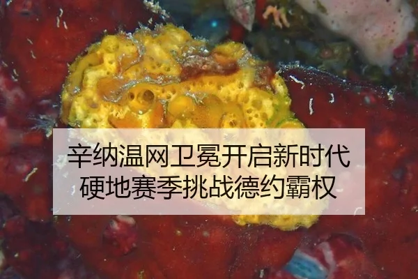 xin-na-wen-wang-wei-mian-kai-qi-xin-shi-dai-ying-di-sai-ji-tiao-zhan-de-yue-ba-quan-2-785.jpg